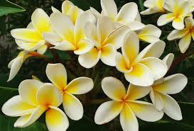 I have no clue what kind of flowers these are, but they are small and smell really sweet like literally candy. Top 10 Most Pleasant Smelling Flowers Rocket Florist