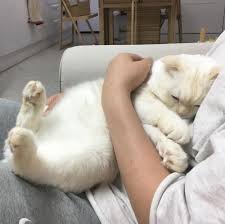 Birkac Gunlugune Kedi Falan Olmak Istiyorum Circe Hayvanlar Sevimli Kediler Evcil Hayvanlar