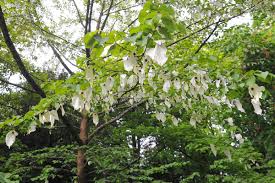 File:st davida or pocket handkerchief tree in bloom. Rare Handkerchief Tree Blooms In Swindon Swindon Advertiser