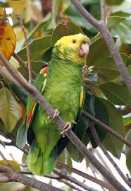 Bird Aviary For Sale Durban Yellow And Green Amazon Parrot Pet Birds Amazon Parrot Cute Birds