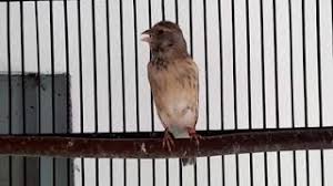 Sebagai contoh hadapan rumah untuk landskap manakala tepi. Suka Kicauan Cek Harga Burung Blackthroat Terbaru 2021