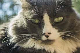 The coughing cat meme was created in photoshop and has been a staple since. Cat Coughing Causes And Treatment Canna Pet