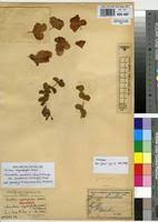 Image result for Humularia