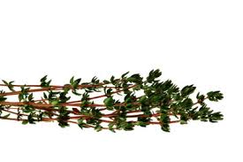 We did not find results for: Abfuhrende Nahrungsmittel So Helfen Sie Bei Hamorrhoiden