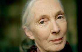 Part 1: Dr. Jane Goodall, the Communicator