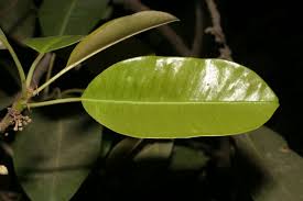 Image result for Manilkara obovata