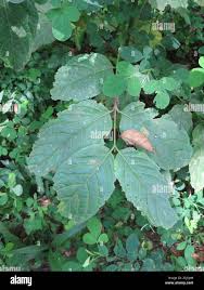 Image result for Psydrax subcordata