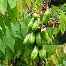 It is a large forest tree of the eastern united states and southern ontario in canada. Bilimbi Cucumber Tree Farmer