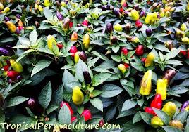 How to grow jalapeno peppers. Growing Chillies How To Grow Chili Peppers From Seed
