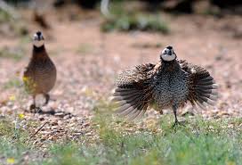 Birds Of West Texas Photos Pin On Quail Ducks