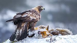 Birds Of Prey Digital Release Date Golden Eagle Olympus Digital Camera Golden Eagle Bald Eagle Eagle