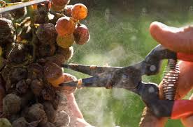 Image result for Botrytis cinerea