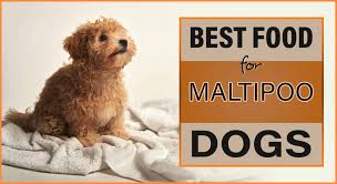 If youre looking for maltipoo puppies for sale, find a breeder with breeder retriever. 10 Best Dog Food For Maltipoo Our Top Recommendations