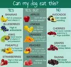 10 gather endless valley vegan recipe dry. I Live In India We Are Vegetarian What Homemade Food Pedigree Can Be Given To Golden Retriever Quora