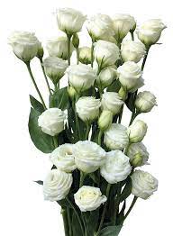Flor Lisianthus Lisianto Vivantus Flores