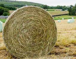 Hay Haylage And Silage What S The Difference Horse Journals
