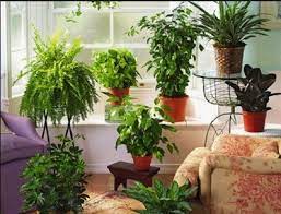 Jual tanaman hias indoor / tanaman hias dalam ruangan. Terbaru Daftar Harga Tanaman Hias 2019 Yang Lengkap Dan Murah