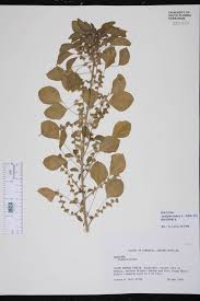 Image result for Acalypha fruticosa