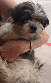 Search the world's information, including webpages, images, videos and more. Safe Haven Puppy Rescue Petfinder Bmo Show