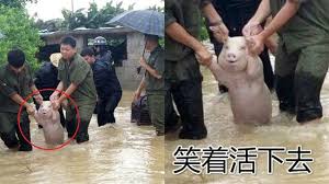 Explore tweets of 韩雅茜@hanyx051 on twitter. å¤šåœ– è¬è¬éšŠå‹ å››å·æ´ªæ°´æ·¹è±¬å¯®ç‰ è¢«æ•'å‡ºç«Ÿéœ² çˆ½ç¬' åœ‹éš› ä¸‰ç«‹æ–°èžç¶²setn Com