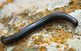 Despite the name, most millipedes have around 20 body segments and the most legs ever recorded on one is 750. Blog Three Things Every Knoxville Resident Ought To Know About Millipedes