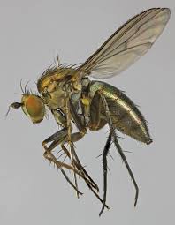 Image result for Dolichopentas