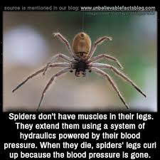 Pin On Australia Fun Facts
