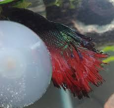 Betta Was Treated For Ich But Now He Is Doing Much Much Worse And Seems To Have White Slime And Fin Rot Please Help Me More In Comments Aquariums