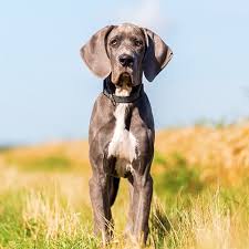 However, we are not limited to those areas alone and we collaborate with other rescues. Great Dane Pdsa