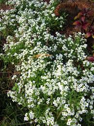 Flowering dogwood cornus florida* (native) family: Alyssum Best Winter Flowers For Florida Winter Winter Lawn Year Round Flowers Winter Flowers