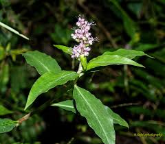 Image result for Floscopa glomerata