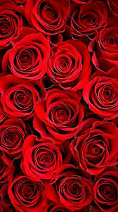 Weitere ideen zu rote rosen, rosen, schöne rose. Buy Amazon Amzn To 31edjmn Rote Rose Hintergrund Iphone X Iphonewallpapers Hintergrund Iphone Purple Roses Wallpaper Red Roses Wallpaper Rose Wallpaper