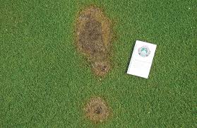 2 planting ground cover over the roots. Photo Quiz Curious Grass Pattern Turf Less Spots On Green Gcmonline Com