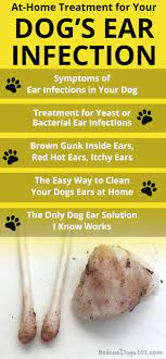 If Your Dog Has An Ear Infection You Know How Hard It Is To Get Rid Of The Brown Gunk Inside His Ears His Dogs Ears Infection Cleaning Dogs Ears Dog