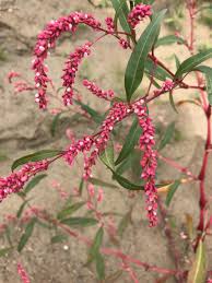 Image result for Persicaria decipiens