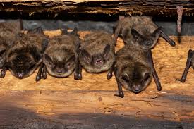 Bats in Round Rock