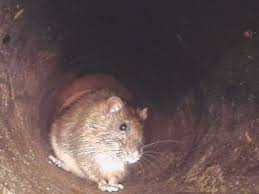 So also muss die weg. Schadnager Und Der Reich Gedeckte Herbsttisch Einfache Massnahmen Verhindern Dass Die Ratte Im Garten Heimisch Wird Stadtmagazin Fur Gutersloh