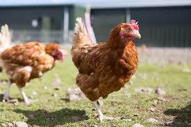 Poultry Disease Prevention And Management Poultryindia Automation Poultryproduction Poultry Eggs Chicken Poultry Diseases Poultry Poultry Equipment