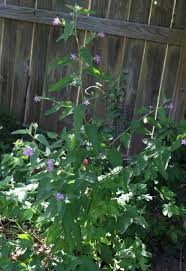 Image result for Melochia