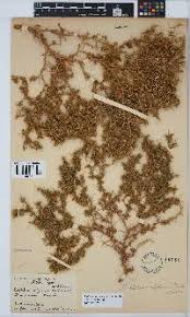 Image result for Melolobium calycinum