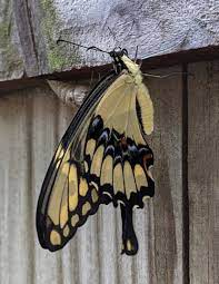 Maybe you would like to learn more about one of these? Swallowtail Butterfly Emerging From Its Chrysalis On Our Gate Butterfly