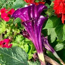 This is a form of nightshade & is toxic to animals & children but what an eyecatcher!!! Datura Metel Ballerina Purple Devil S Trumpet Ballerina Purple In Gardentags Plant Encyclopedia