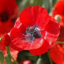 Collect trays or pots and drill holes if needed. Red Corn Poppy Seeds Flower Seeds In Packets Bulk Eden Brothers