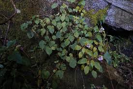 Image result for Begonia oxyloba
