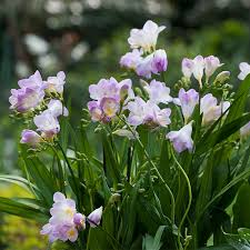 Image result for Freesia grandiflora