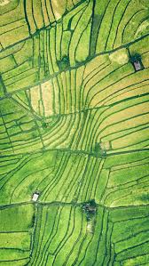 Aerial Photography Of Rice Field Photo Free Nature Image On Unsplash Aerial Views Landscape Aerial Photography Field Wallpaper