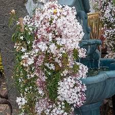 Image result for Aframomum polyanthum