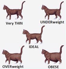 Cat Body Shape Guide Ideal Size Weight And Body Shape For Cats And Kittens