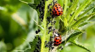 8 Verbluffend Einfache Hausmittel Gegen Schadlinge Im Garten Mein Eigenheim