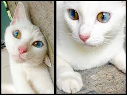 Maybe you would like to learn more about one of these? Sectoral Heterochromia In Cat Eyes Abundadots Bengals Facebook